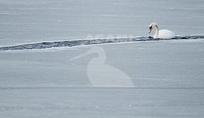 Knobbelzwaan tussen ijsschotsen; Mute Swan amongst ice stock-image by Agami/Markus Varesvuo,