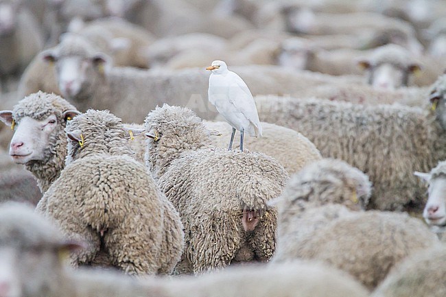 Koereiger, Cattle Egret, Bubulcus ibis in sheep herd stock-image by Agami/Menno van Duijn,