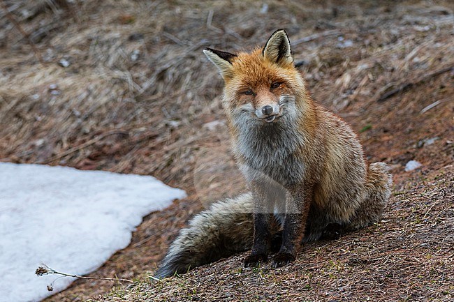 A red fox, Vulpes vulpes. looking at the camera. Aosta, Val Savarenche, Gran Paradiso National Park, Italy. stock-image by Agami/Sergio Pitamitz,