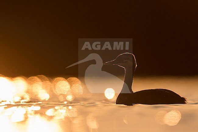 Red-necked Grebe - Rothalstaucher - Podiceps grisegena ssp. grisegena, Germany, juvenile with backlight stock-image by Agami/Ralph Martin,