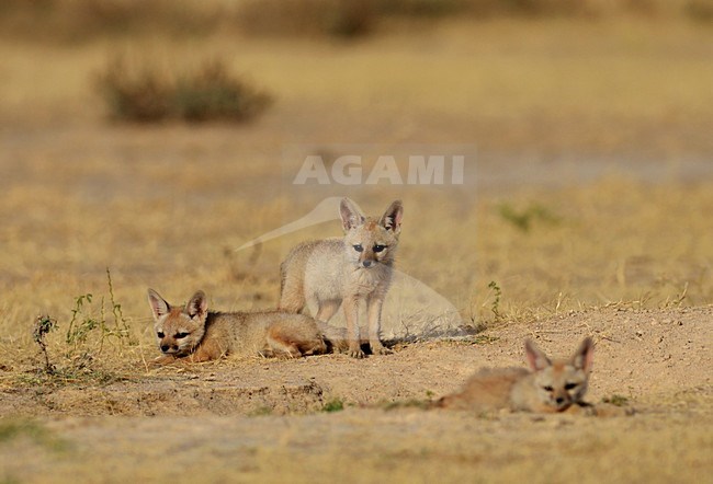 Bengaalse vos, Indian Fox, Vulpes bengalensis stock-image by Agami/Laurens Steijn,