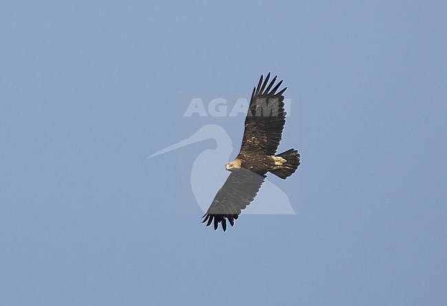 Keizerarend in vlucht; Eastern Imperial Eagle (Aquila heliaca) in flight stock-image by Agami/Tomi Muukkonen,