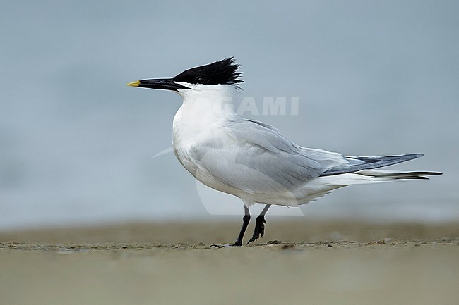 Adult Cabot's Tern (Thalasseus acuflavidus) standing on the beach in Galveston County, Texas, USA. stock-image by Agami/Brian E Small,