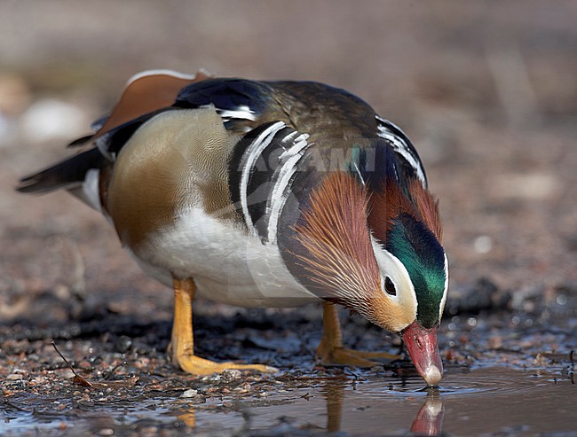 Mandarin Duck (Aix galericulata) Helsinki Finland April 2006 stock-image by Agami/Markus Varesvuo,