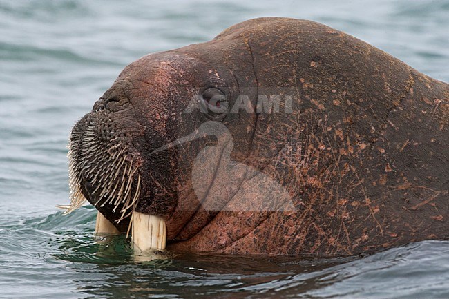 Walrus, Odobenus rosmarus stock-image by Agami/Marc Guyt,