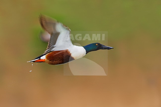 Mannetje Slobeend in vlucht; Male Northern Shoveler in flight stock-image by Agami/Daniele Occhiato,