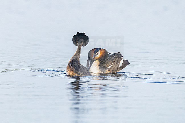 Fuut, Great Crested Grebe, Podiceps cristatus stock-image by Agami/Menno van Duijn,