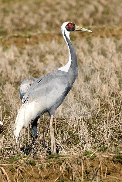 White-naped Crane standing; Witnekkraanvogel staand stock-image by Agami/Roy de Haas,