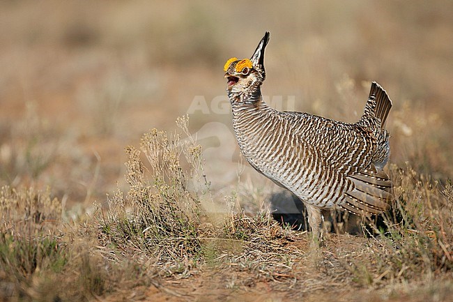 Adult male 
Roosevelt Co., N.M. 
April 2006 stock-image by Agami/Brian E Small,