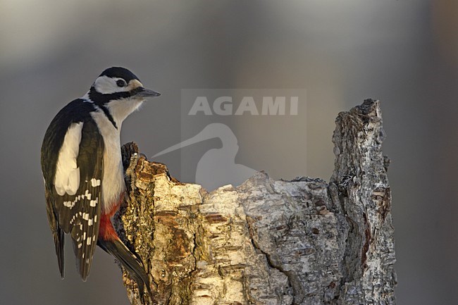 Great Spotted Woodpecker perched on a tree; Grote bonte Specht zittend op een boom stock-image by Agami/Jari Peltomäki,