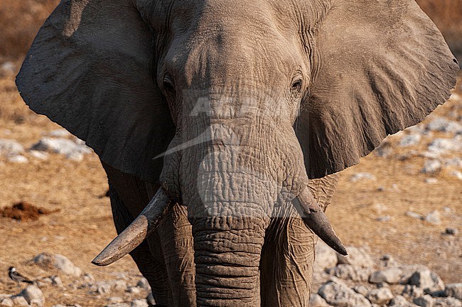 A close up portrait of an elephant, Loxodonta africana, with ears flared. Etosha National Park, Namibia. stock-image by Agami/Sergio Pitamitz,