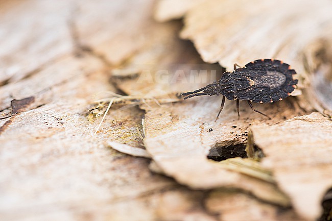 Aradus betulinus, Germany (Baden-Württemberg), imago stock-image by Agami/Ralph Martin,