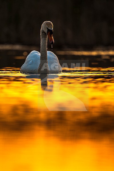 Mute Swan (Cygnus olor) swimming in a lake in the Danube delta in Romania. Photographed with backlight. stock-image by Agami/Oscar Díez,