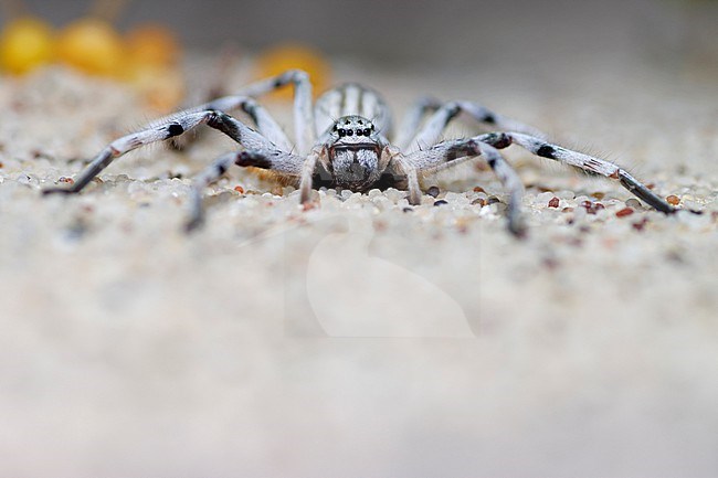 Huntsman Spider (Eusparassus perezi ) taken the 23/02/2023 at Sharqiya Sands - Oman stock-image by Agami/Nicolas Bastide,