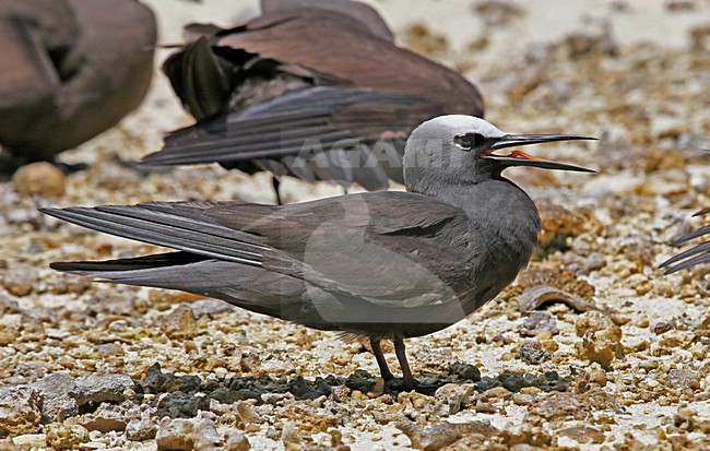 Roepende Witkapnoddy, Black Noddy calling stock-image by Agami/Pete Morris,