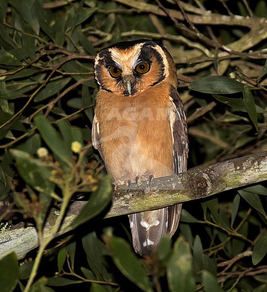 Buff-fronted Owl (Aegolius harrisii) perched in a tree in rain forest of Ecuador during the night. stock-image by Agami/Dani Lopez-Velasco,