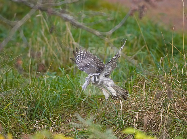 Northern Hawk Owl flying with prey; Sperweruil vliegend met prooi stock-image by Agami/Markus Varesvuo,