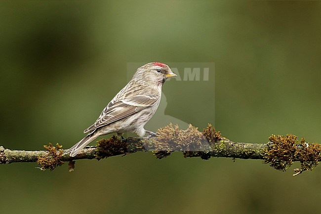 Grote barmsijs zittend op tak; Mealy Redpoll sitting on branch, stock-image by Agami/Walter Soestbergen,