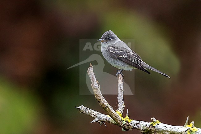 1st winter Eastern Wood-Pewee perched on a branch as the first for Western Palearctic. stock-image by Agami/Vincent Legrand,