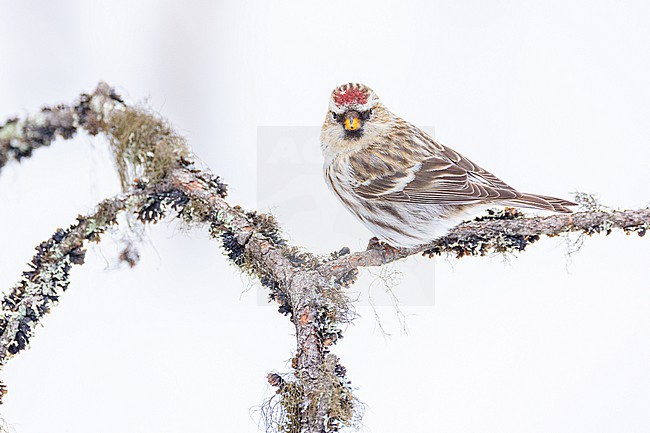  stock-image by Agami/Menno van Duijn,