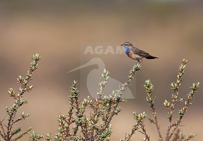 Adult male White-spotted bluethroat, Luscinia svecica cyanecula, in dunes of Berkheide, Netherlands. stock-image by Agami/Marc Guyt,