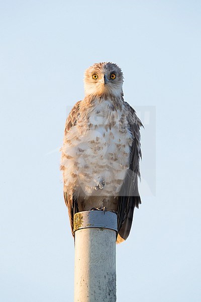 Short-toed Eagle (Circaetus gallicus), front view of a third calendar immature standing on a pole, Campania, Italy stock-image by Agami/Saverio Gatto,