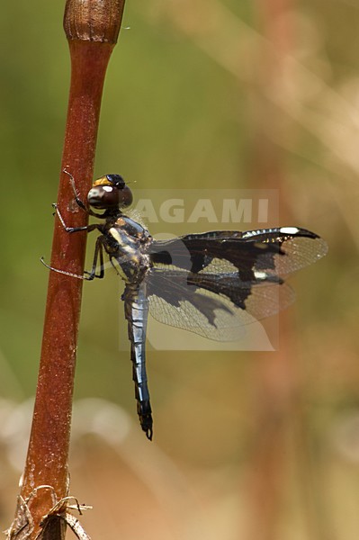 Mannetje Palpopleura portia, Male Portia Widow stock-image by Agami/Wil Leurs,