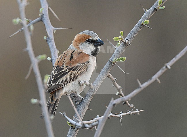 Male Great sparrow (Passer motitensis), also known as the southern rufous sparrow, in Namibia. Perched in a tree. stock-image by Agami/Laurens Steijn,