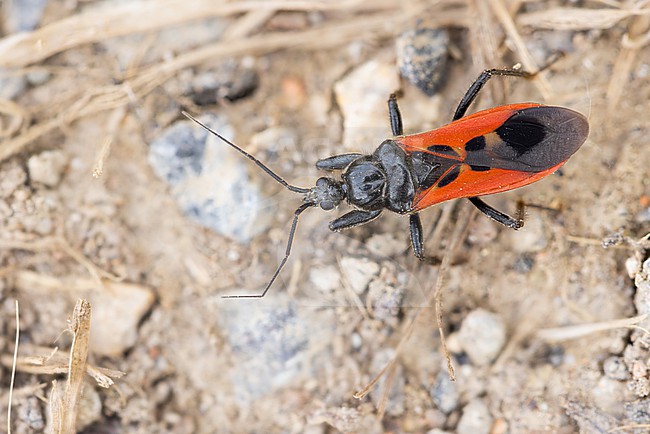 Peirates hybridus, Germany (Baden-Württemberg), imago stock-image by Agami/Ralph Martin,