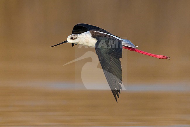 Black-winged Stilt (Himantopus himantopus) in Italy. Flying low over a brown colored lake. stock-image by Agami/Daniele Occhiato,