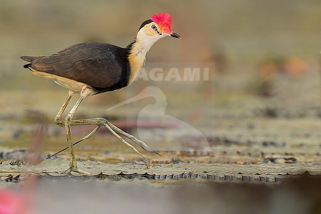 Comb-crested Jacana (irediparra gallinacea) feeding at pond in Papua New Guinea stock-image by Agami/Dubi Shapiro,