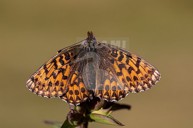 Titania's Fritillary, Boloria titania stock-image by Agami/Wil Leurs,