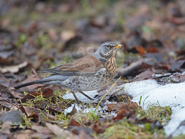 Kramsvogel foeragerend op de grond; Fieldfare foraging on the ground stock-image by Agami/Markus Varesvuo,