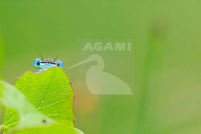 Male Blue Featherleg stock-image by Agami/Wil Leurs,