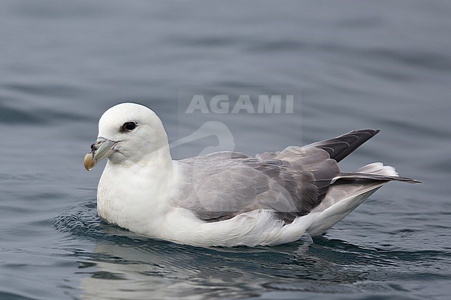 Light morph of Northern Fulmar ( Fulmarus glacialis glacialis) is swimming at the German North Sea. stock-image by Agami/Mathias Putze,