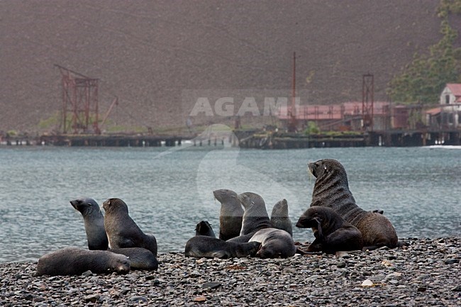 Kerguelenzeeberen langs de kust van South Georgia, Antarctic Fur Seals along the coast of South Georgia stock-image by Agami/Menno van Duijn,