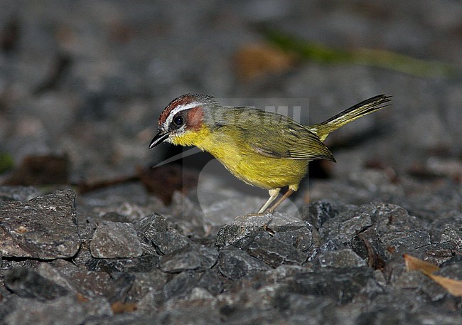 Roodkapzanger, Rufous-capped Warbler stock-image by Agami/Greg & Yvonne Dean,