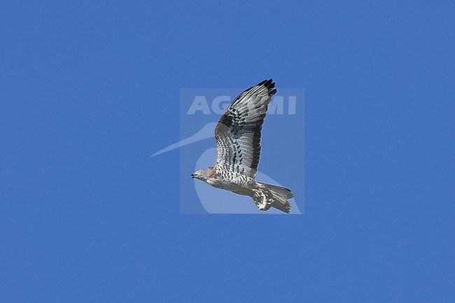 An adult male European Honey-buzzard (Pernis apivorus) in flight is carrying a honey comb. stock-image by Agami/Mathias Putze,