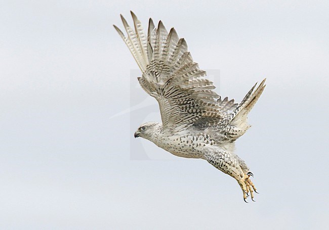 Giervalk, Gyrfalcon, Falco rusticolus stock-image by Agami/Tomi Muukkonen,