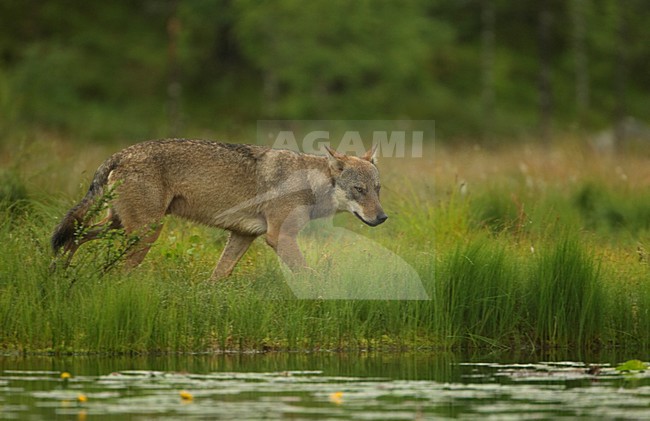 Mannetje Europese Wolf, Male European Wolf stock-image by Agami/Danny Green,