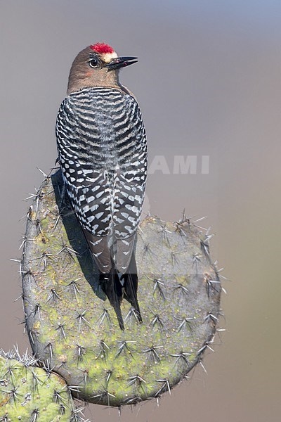 Gray-breasted Woodpecker (Melanerpes hypopolius) In mexico stock-image by Agami/Dubi Shapiro,