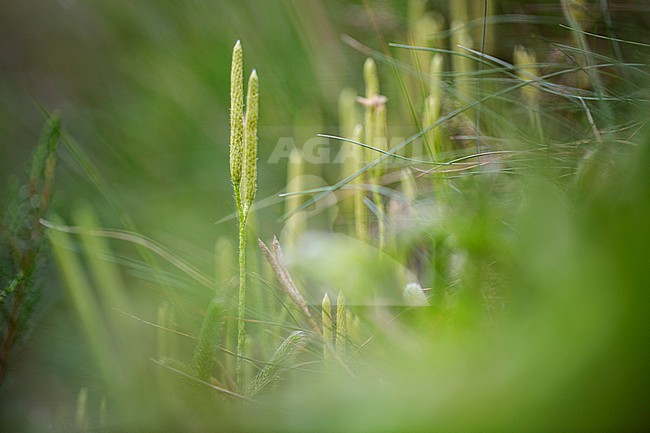 Stag's-horn Clubmoss Lycopodium clavatum stock-image by Agami/Wil Leurs,
