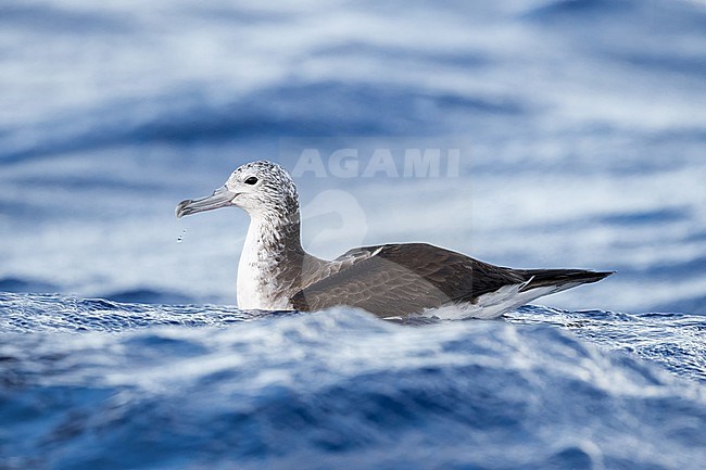Streaked Shearwater (Calonectris leucomelas) off Ogasawara, Tokyo, Japan. Swimming at sea. stock-image by Agami/Yann Muzika,