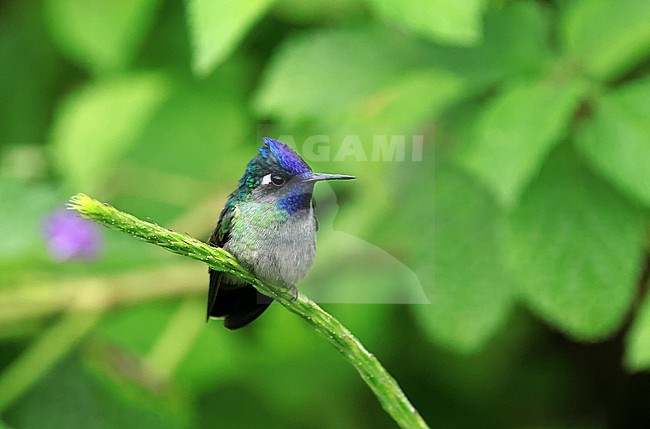 Resting male Violet-headed Hummingbird (Klais guimeti) in Costa Rica stock-image by Agami/Jacques van der Neut,