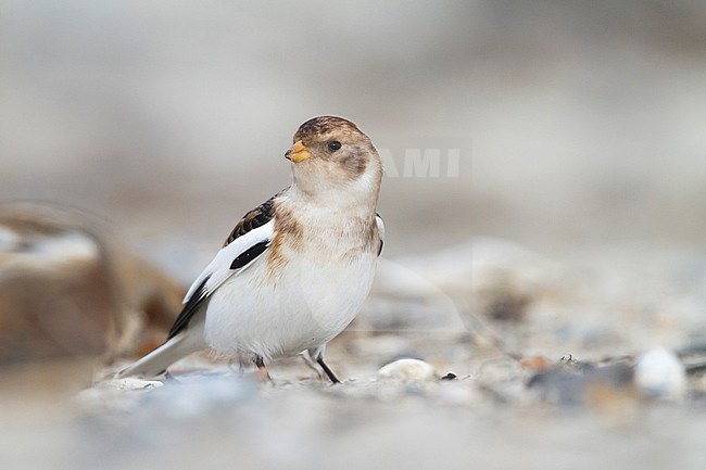 Snow Bunting (Plectrophenax nivalis nivalis) on a beach on a Wadden Island in northern Germany. stock-image by Agami/Ralph Martin,