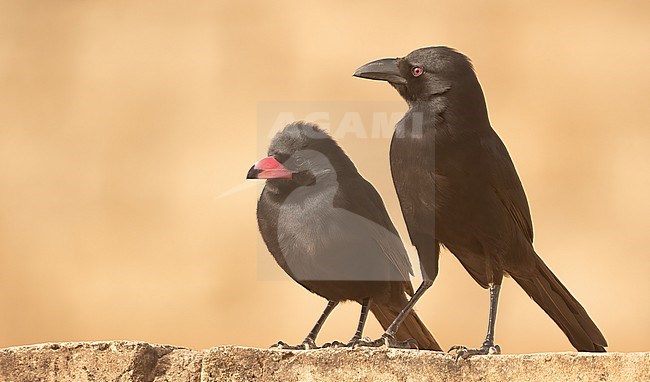 Piapiac (Ptilostomus afer). At the left an immature and at the right an adult bird. stock-image by Agami/Eduard Sangster,