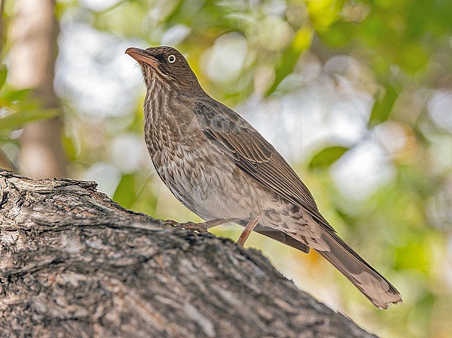 Pearly-eyed Thrasher (Margarops fuscatus) in Puerto Rico. stock-image by Agami/Pete Morris,
