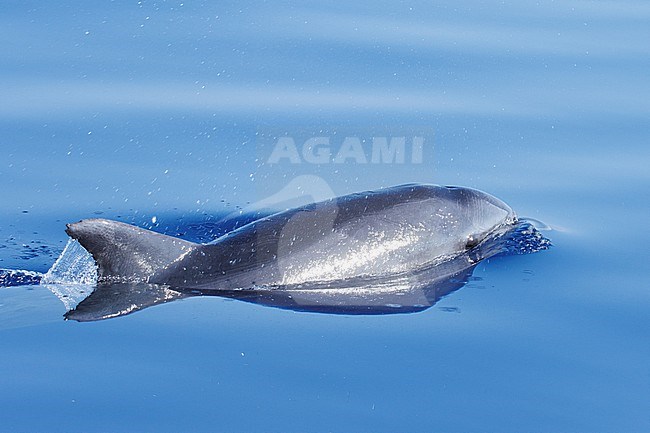 Bottlenose Dolphin (Tursiops truncatus) taken the 19/07/2022 at Toulon - Franc.e. stock-image by Agami/Nicolas Bastide,