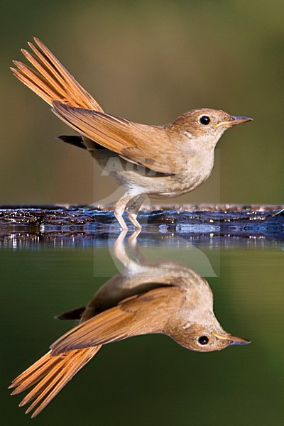 Nachtegaal staand bij de waterkant met opgewipte staart; Common Nightingale standing at water edge with cocked tail stock-image by Agami/Marc Guyt,
