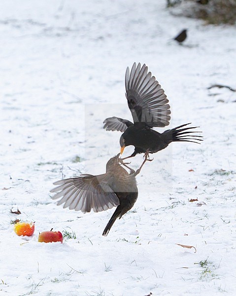 Pair of Common Blackbird (Turdus merula merula) fighting over apples in snow at Holte, Denmark stock-image by Agami/Helge Sorensen,
